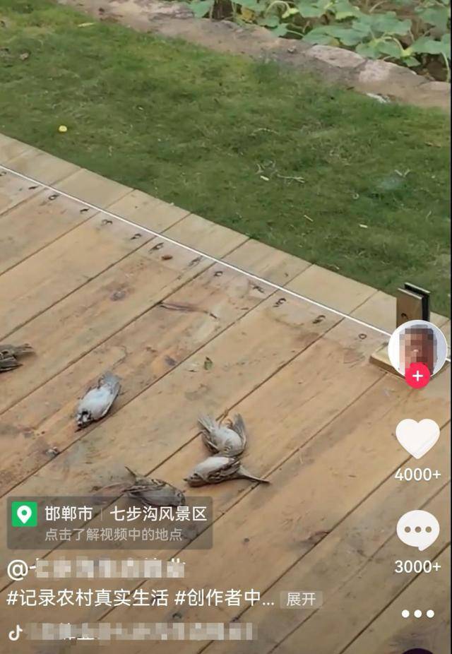 皇冠信用盘会员账号_一群麻雀飞着飞着纷纷坠亡皇冠信用盘会员账号，林业部门：可能是中毒了，将联合公安调查