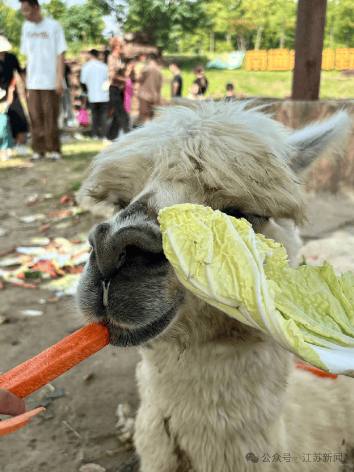 皇冠信用网在线开户_游客过度投喂皇冠信用网在线开户，羊驼被喂到倒地翻白眼