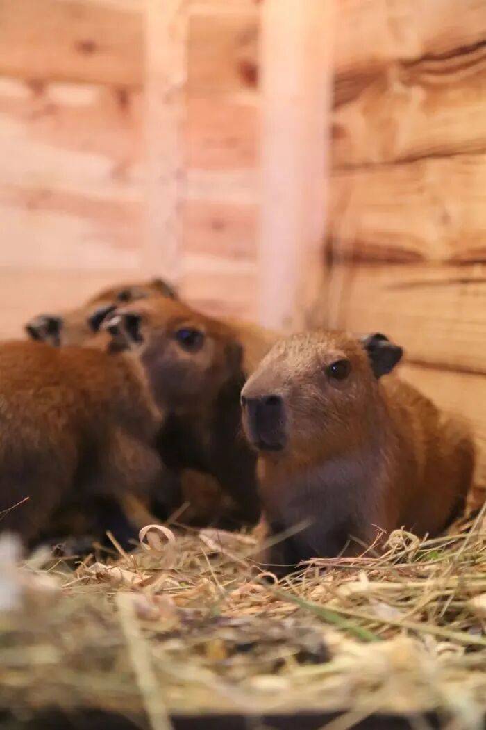 皇冠皇冠代理平台
_出生1小时就能独立行走皇冠皇冠代理平台
,济南动物园“果果”和“豚豚”的4只新生幼崽,周末和市民见面