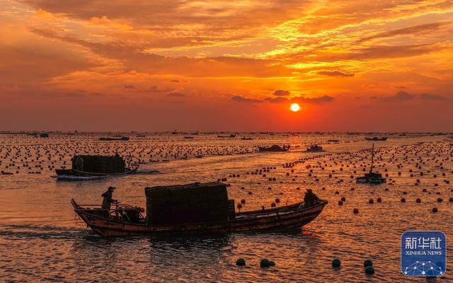 皇冠信用网足球代理
_山东荣成：鲍鱼收获忙