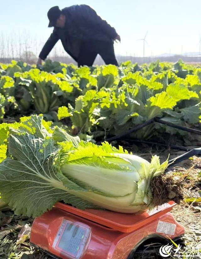 皇冠体育App下载
_山东青岛：全国首批“板蓝根白菜”喜获丰收皇冠体育App下载
，正式上市！首批10万棵已被上海采购商“包圆”