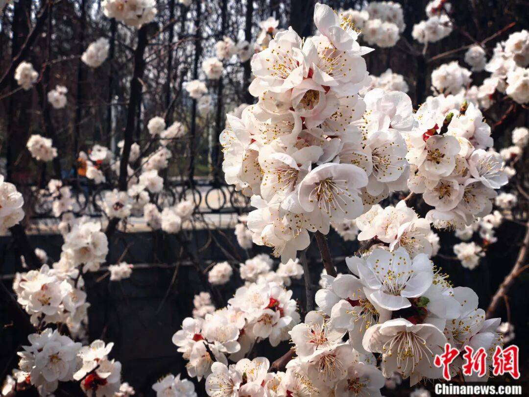 足球比赛外围买球网站_别再把喷嚏甩锅给桃花了足球比赛外围买球网站！春天真正的“花粉刺客”是它……